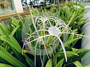 Beautiful white flower Hymenocallis littoralis, commonly known as the beach spider lily